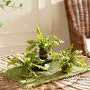 NAPA Home & Garden, Boston Fern Drop-In Collection