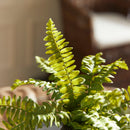 NAPA Home & Garden, Boston Fern Drop-In Collection