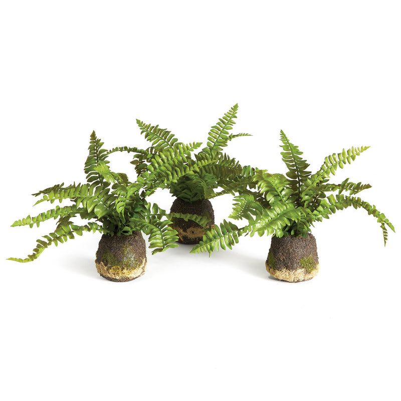 NAPA Home & Garden, Boston Fern Drop-In Collection