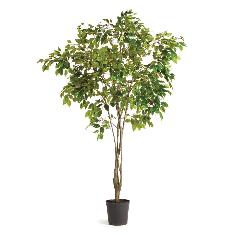 NAPA Home & Garden, GRAND TREE DROP-IN COLLECTION