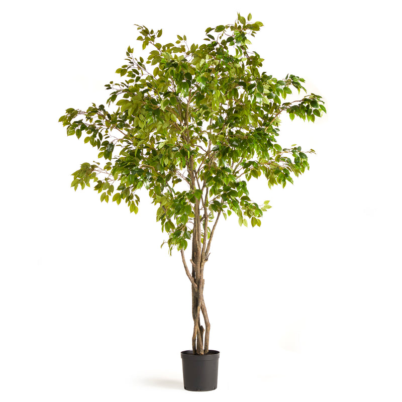 NAPA Home & Garden, GRAND FICUS TREE DROP-IN 10',N2CC13