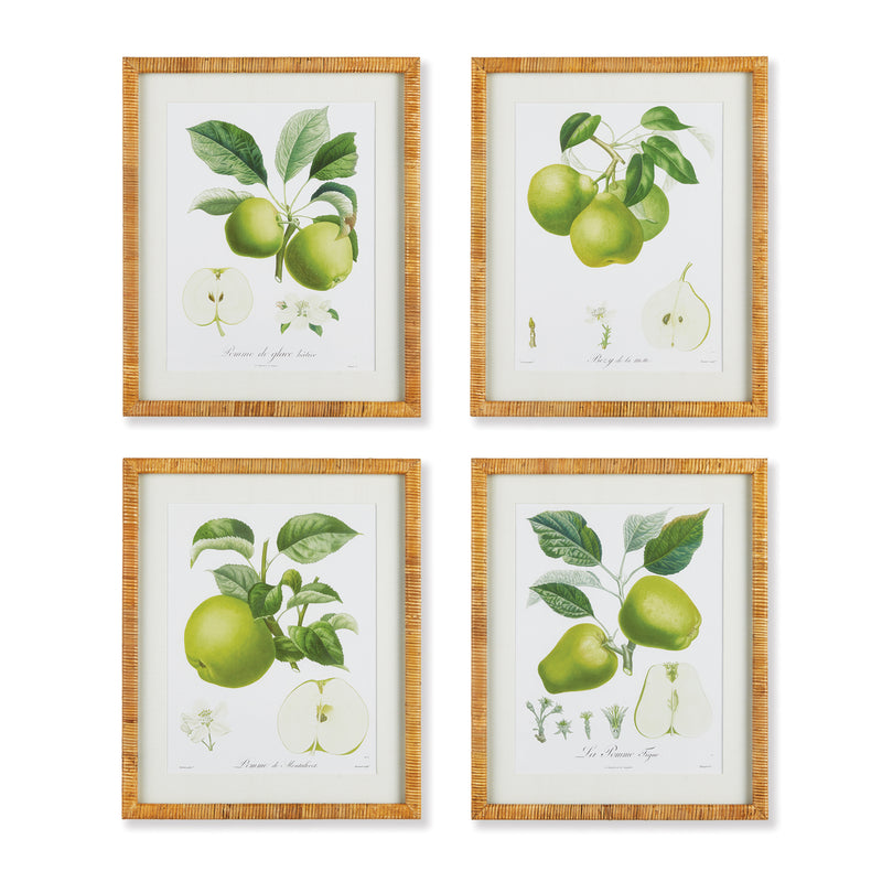 NAPA Home & Garden, FRUIT STUDY, SET OF 4,N2NH00