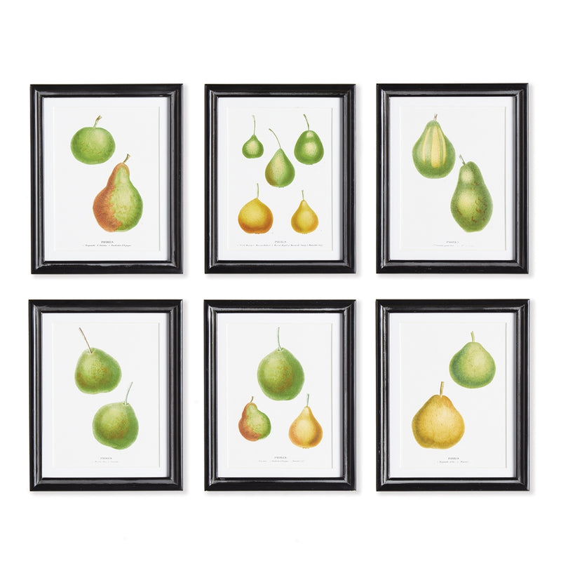 Napa Home Garden, PEAR STUDY ,SET OF 6,n2nh02