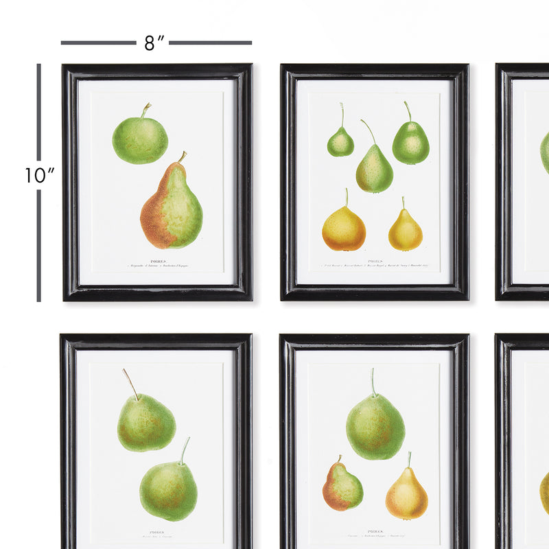 NAPA Home & Garden, PEAR STUDY, SET OF 6,N2NH02