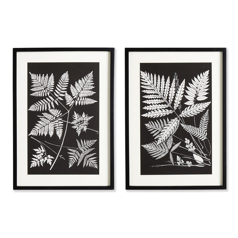 Napa Home Garden, ASSORTED FERN STUDY ,SET OF 2,n2nh04