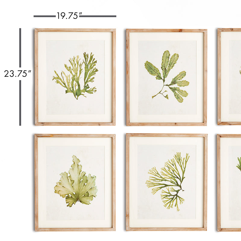 NAPA Home & Garden, KELP PRINTS, SET OF 6,N2NH09