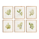 NAPA Home & Garden, KELP PRINTS, SET OF 6,N2NH09
