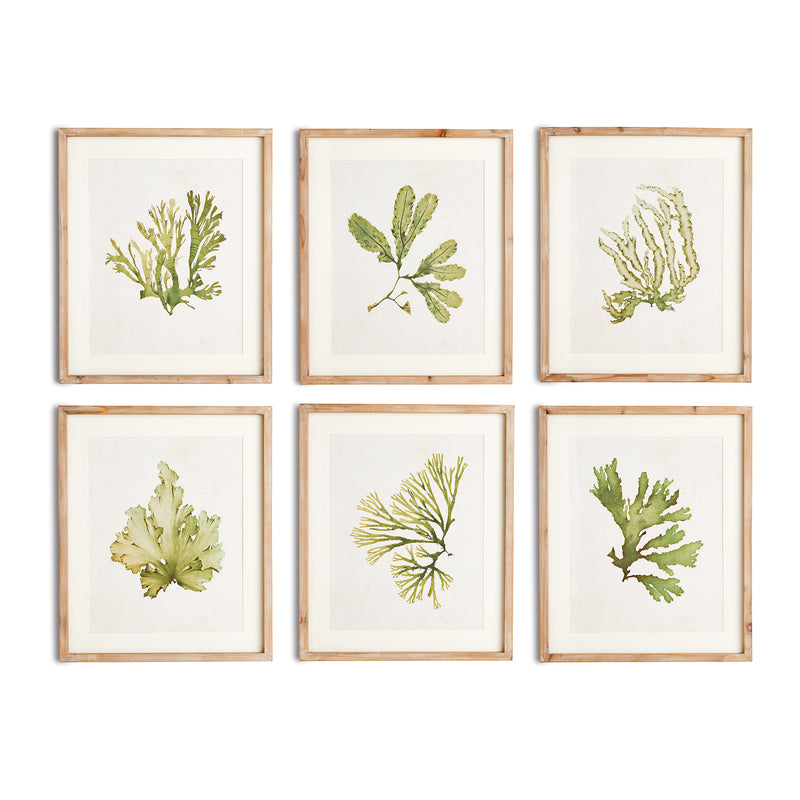 NAPA Home & Garden, KELP PRINTS, SET OF 6,N2NH09