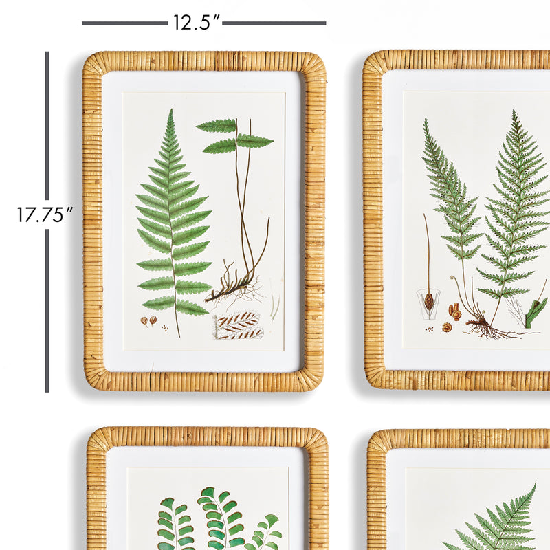 NAPA Home & Garden, FOREST FERN PRINTS, SET OF 4,N2NH15