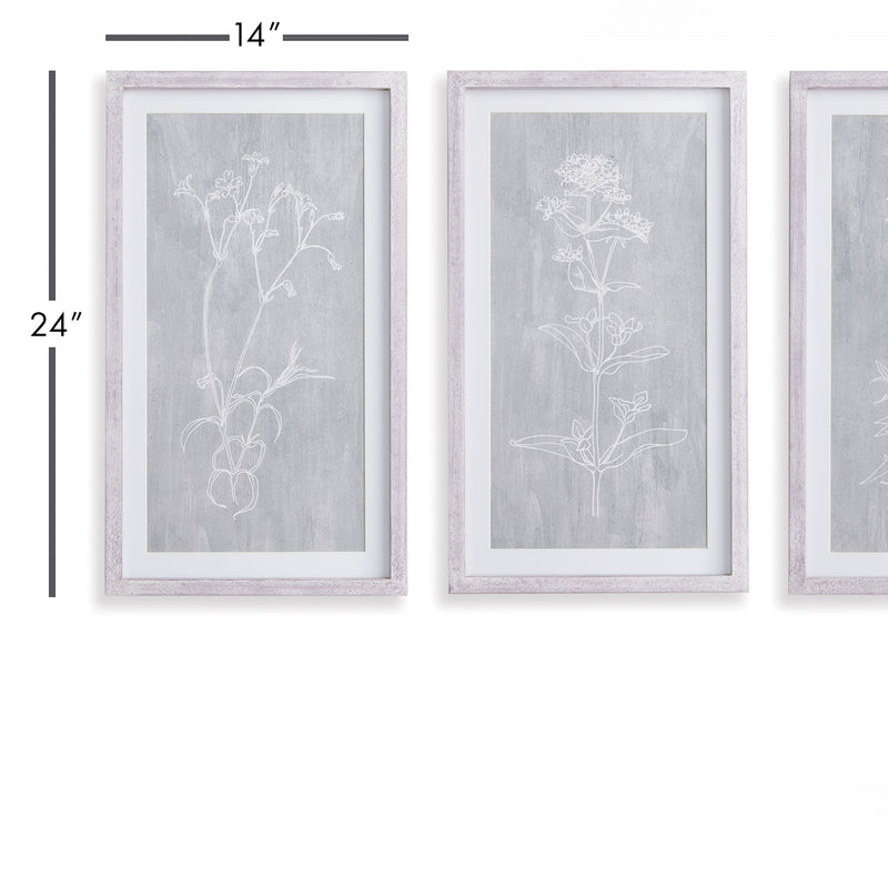 NAPA Home & Garden, SKETCHED BOTANICAL PRINTS, SET OF 3,N2NH18