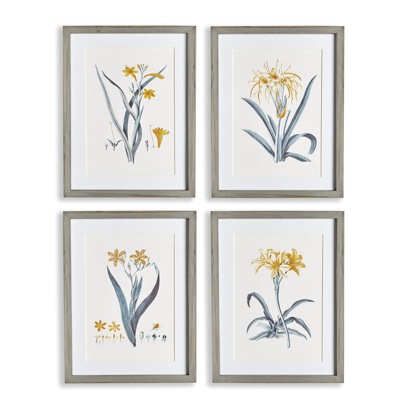 NAPA Home & Garden, DAFFODIL PRINTS, SET OF 4,N2NH19