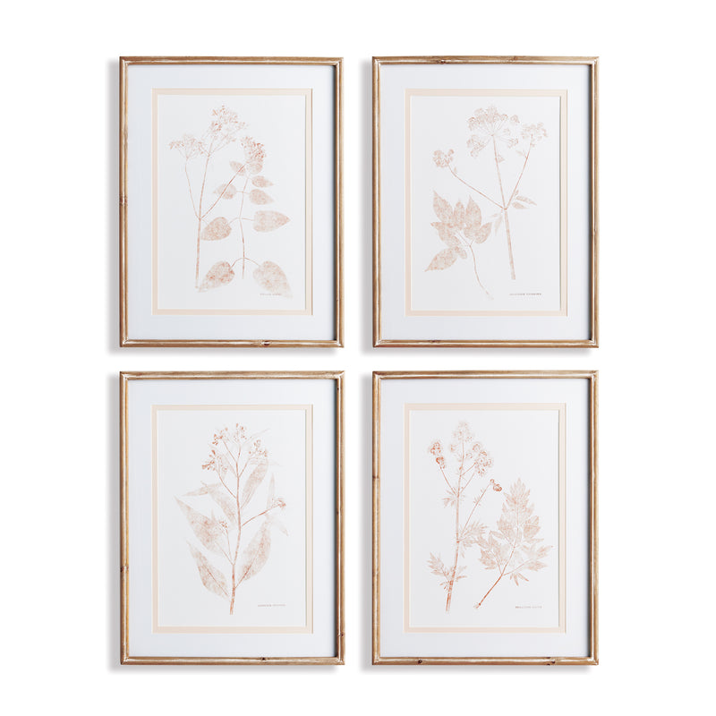 NAPA Home & Garden, BLUSH BOTANICAL STUDY, SET OF 4,N2NH23