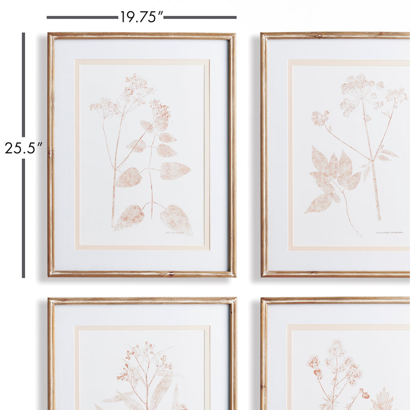 NAPA Home & Garden, BLUSH BOTANICAL STUDY, SET OF 4,N2NH23