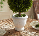 NAPA Home & Garden, BOXWOOD SINGLE 11" BALL TOPIARY IN POT,N2PG02