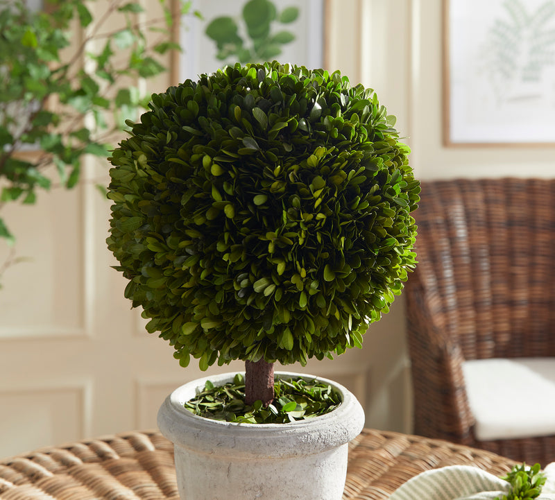 NAPA Home & Garden, BOXWOOD SINGLE 11" BALL TOPIARY IN POT,N2PG02