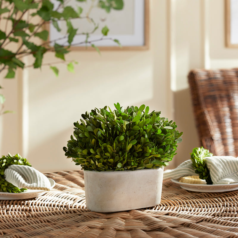 NAPA Home & Garden, BOXWOOD BUSH IN OVAL POT,N2PG03