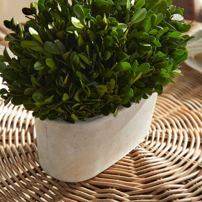 NAPA Home & Garden, BOXWOOD BUSH IN OVAL POT,N2PG03