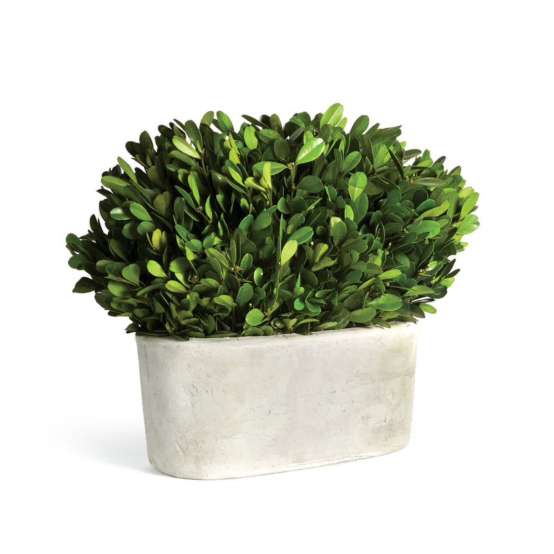 NAPA Home & Garden, BOXWOOD BUSH IN OVAL POT,N2PG03