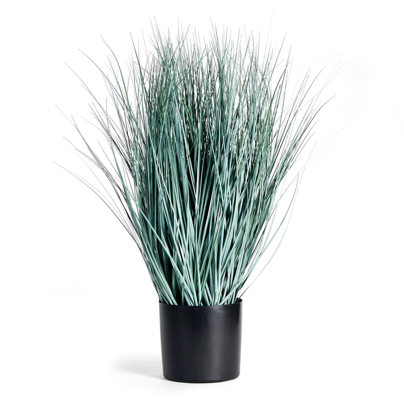 Napa Home Garden, BLUE OAT GRASS DROP-IN 32",n2tp02