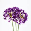 NAPA Home & Garden, Allium Stems, Bundle of 3