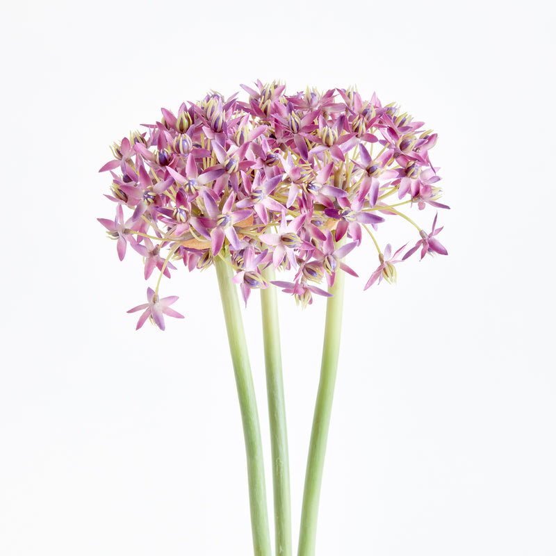 NAPA Home & Garden, ALLIUM STEMS 19", BUNDLE OF 3,N3CC22PRL