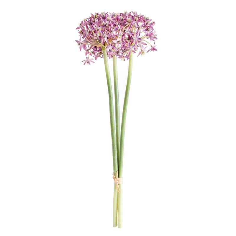 Napa Home Garden, ALLIUM STEMS BUNDLE/3 LAVENDER,n3cc22prl