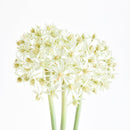 NAPA Home & Garden, Allium Stems, Bundle of 3