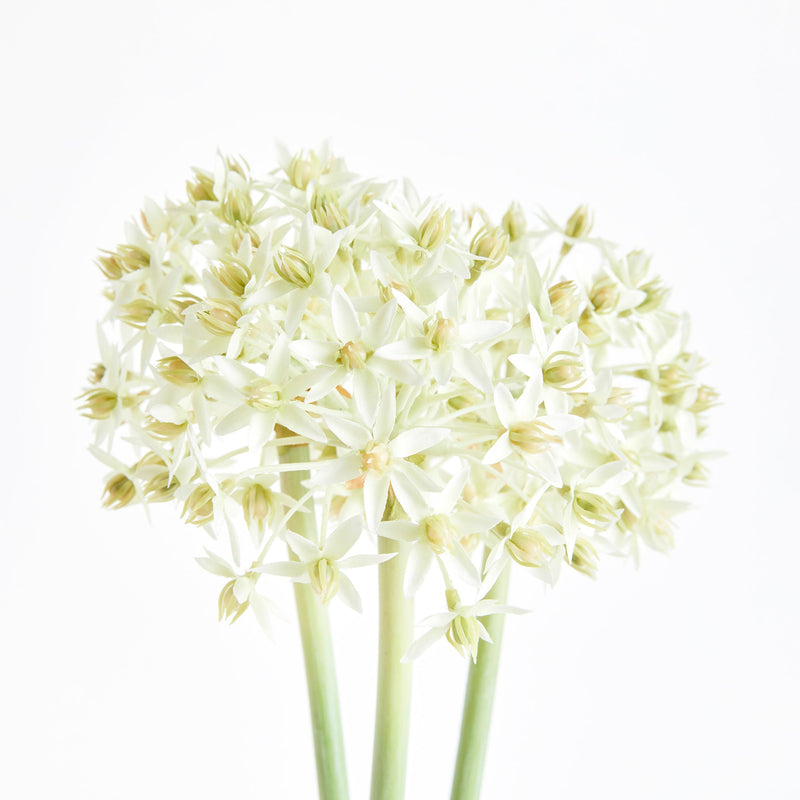 NAPA Home & Garden, Allium Stems, Bundle of 3