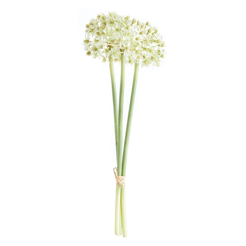 Napa Home Garden, ALLIUM STEMS BUNDLE/3 WHITE,n3cc22wh