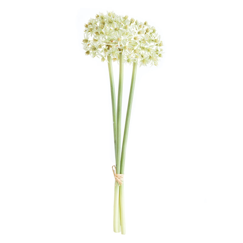 NAPA Home & Garden, ALLIUM STEMS 19", BUNDLE OF 3,N3CC22WH