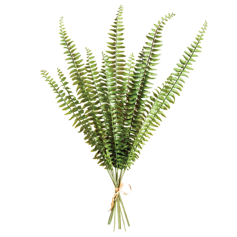 NAPA Home & Garden, BOSTON FERN STEMS, BUNDLE OF 12,N3CC23