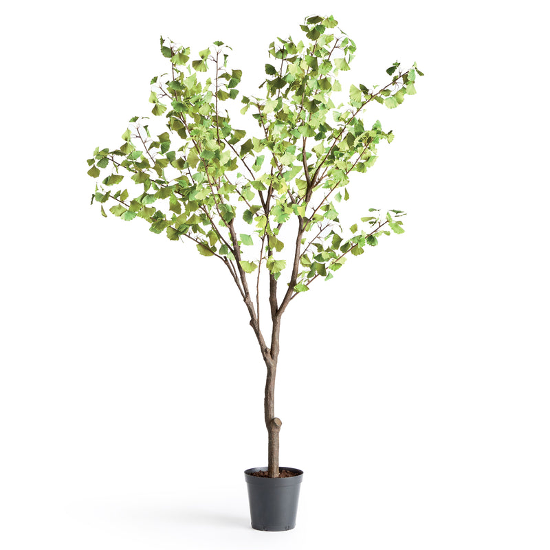 NAPA Home & Garden, GINKGO TREE DROP-IN 8',N3CC29