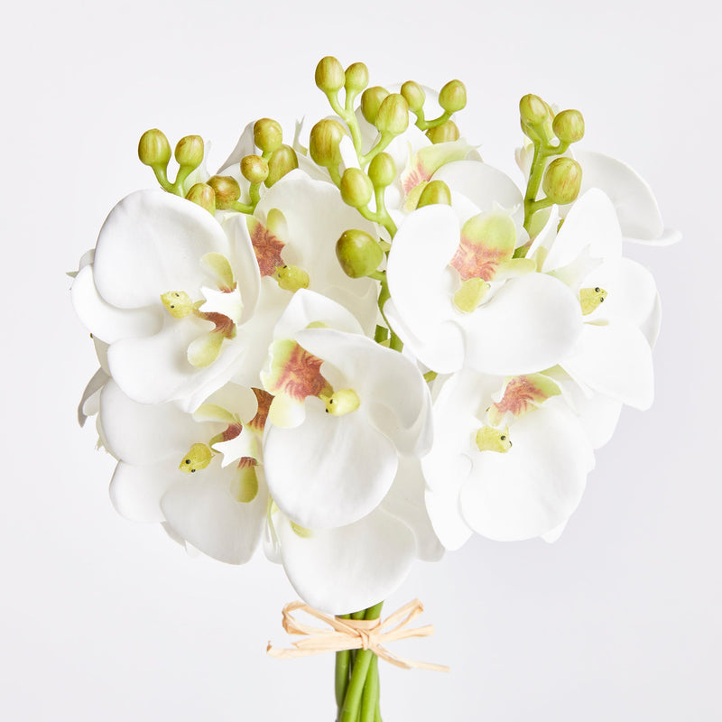 "NAPA Home & Garden, PHALAENOPSIS ORCHID DROP-IN COLLECTION"
