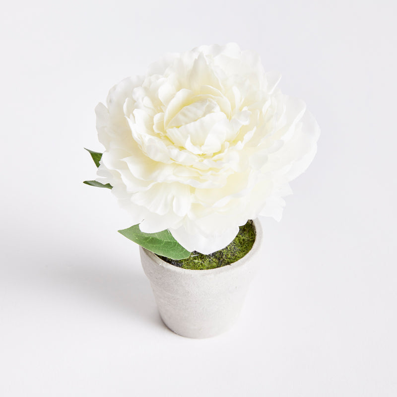 NAPA Home & Garden, MINI PEONY POTTED 6.5" CREAM,N3GP11CR