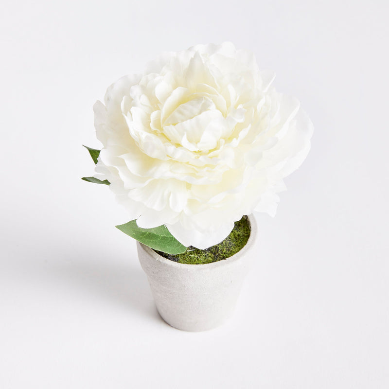 Mini Peony Potted Plant by NAPA Home & Garden