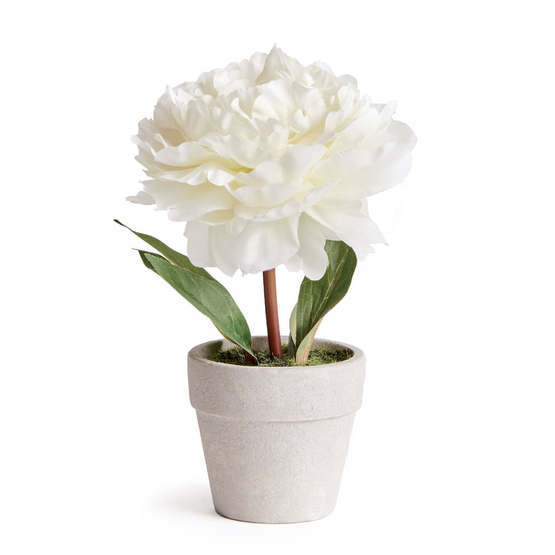 NAPA Home & Garden, MINI PEONY POTTED 6.5" CREAM,N3GP11CR