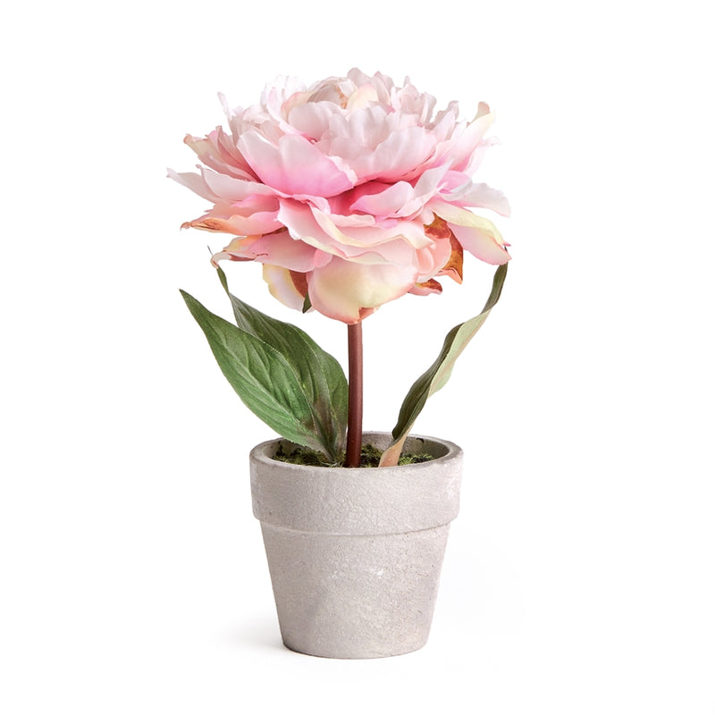 Napa Home Garden, MINI PEONY POTTED 6.5" LIGHT PINK,n3gp11pkl