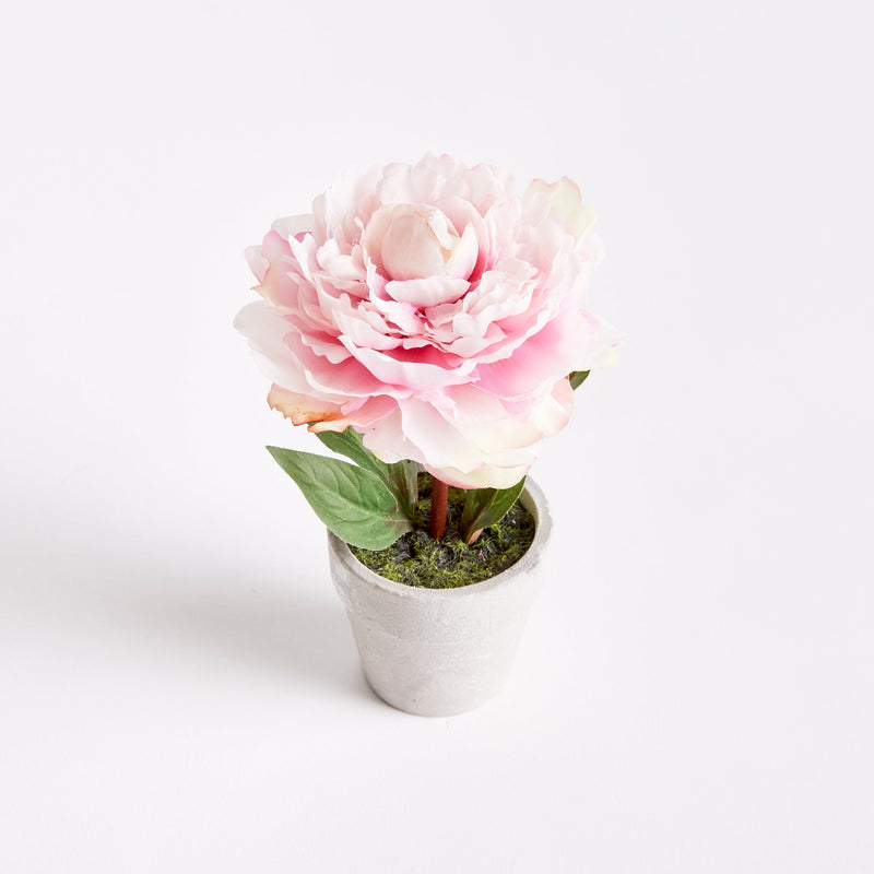 Mini Peony Potted Plant by NAPA Home & Garden