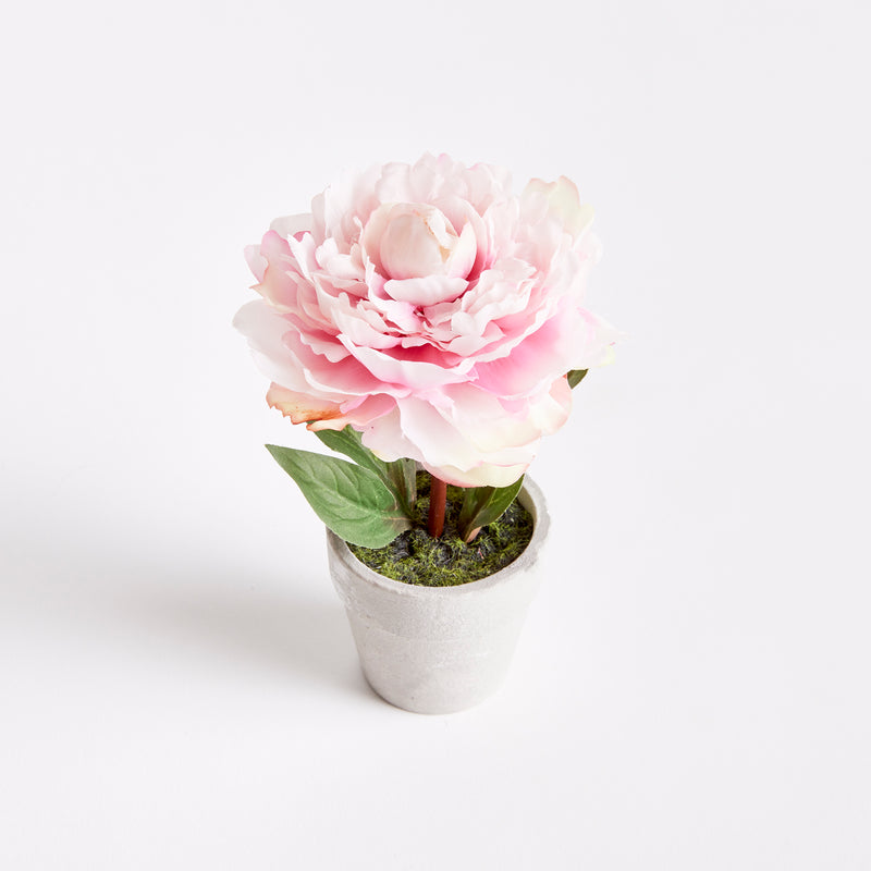 NAPA Home & Garden, MINI PEONY POTTED 6.5" LIGHT PINK,N3GP11PKL