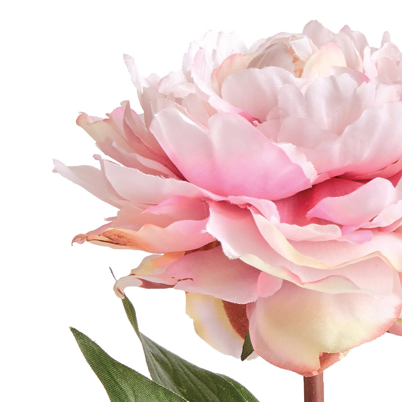 Mini Peony Potted Plant by NAPA Home & Garden