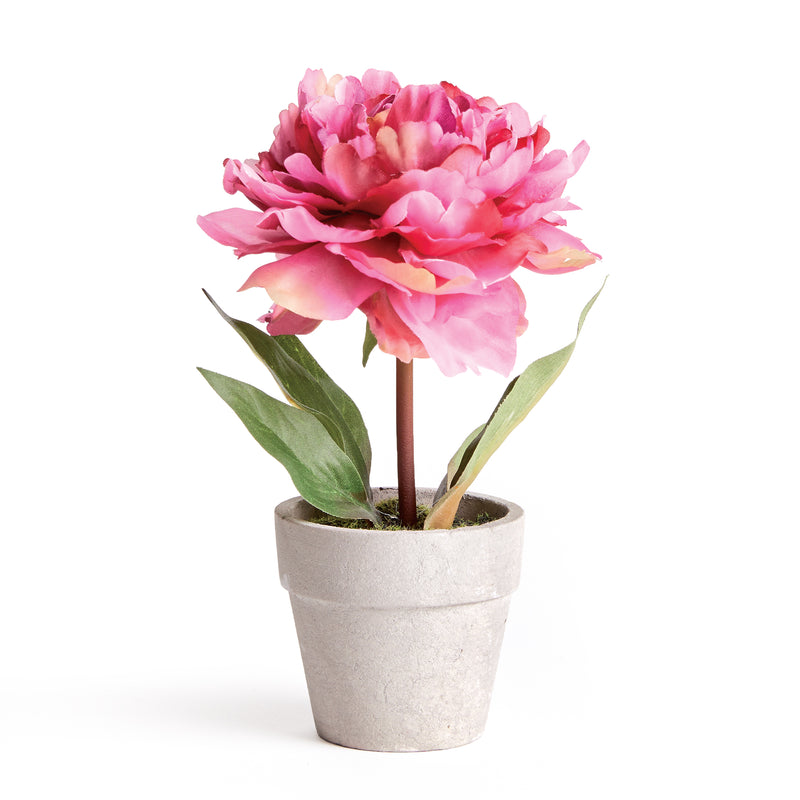 NAPA Home & Garden, MINI PEONY POTTED 6.5" PINK,N3GP11PK