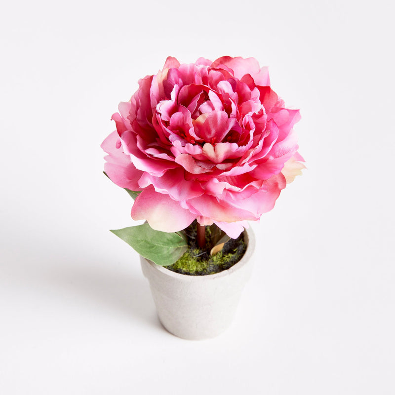 Mini Peony Potted Plant by NAPA Home & Garden