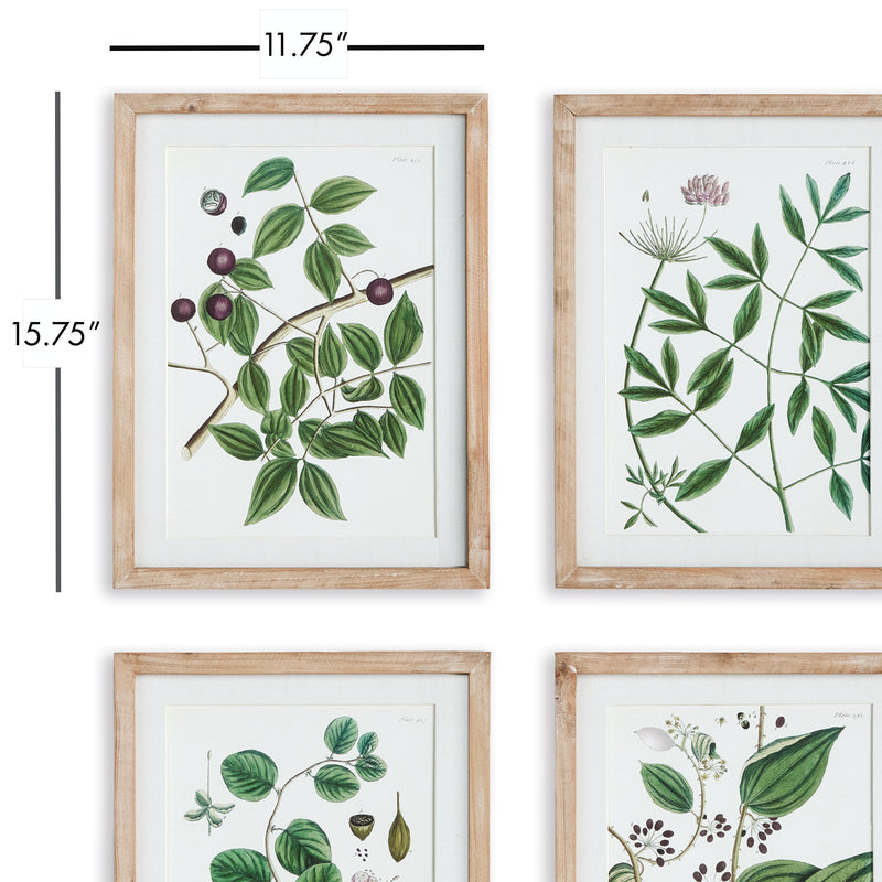 NAPA Home & Garden, VERDANT BRANCH PRINTS, SET OF 4,N3NH26