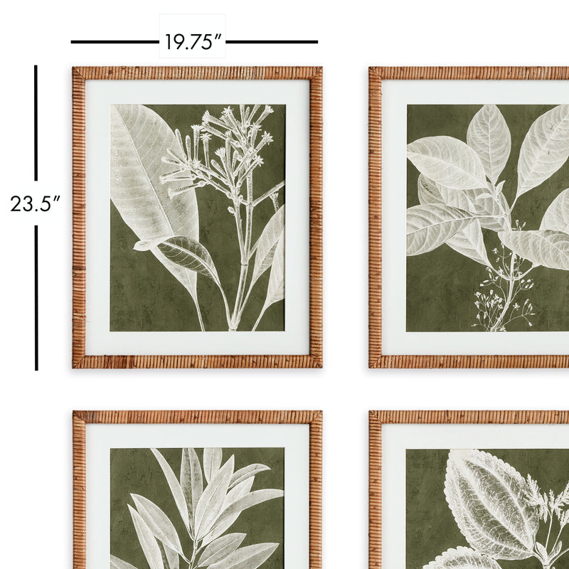 NAPA Home & Garden, TRANSLUCENT STEM PRINTS, SET OF 4,N3NH29