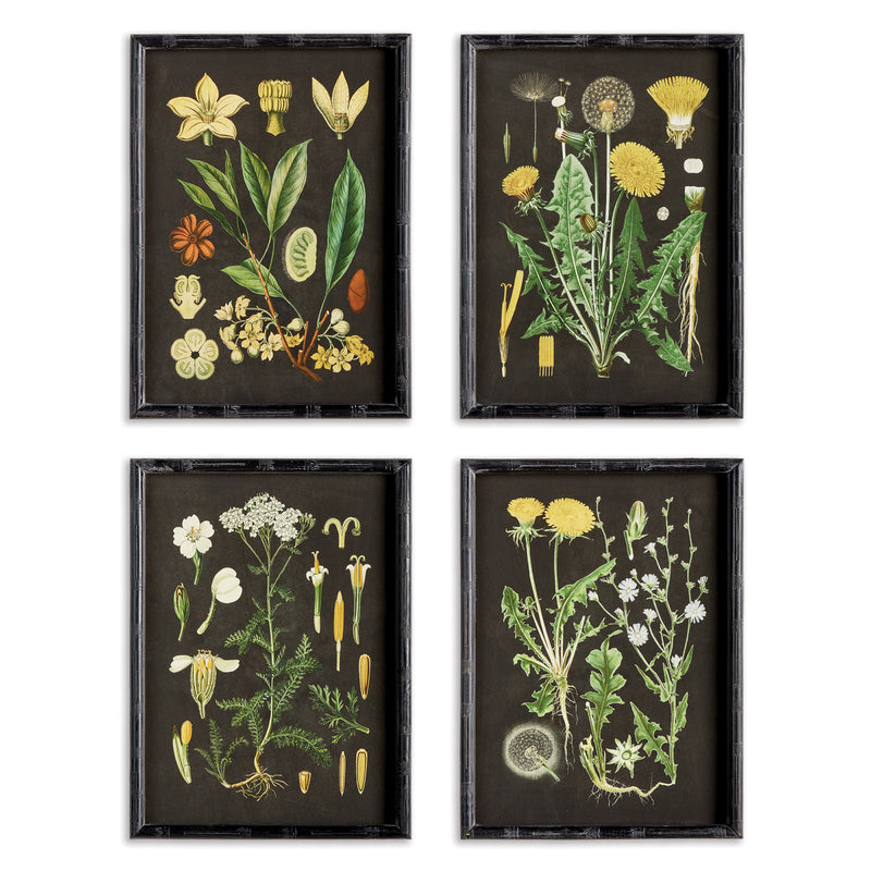 NAPA Home & Garden, GOLDEN BOTANICAL STUDY, SET OF 4,N3NH34