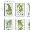 NAPA Home & Garden, LAYERED FERN PRINTS, SET OF 6,N3NH38