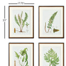 NAPA Home & Garden, STRUCTURAL FERN STUDY, SET OF 4,N3NH41