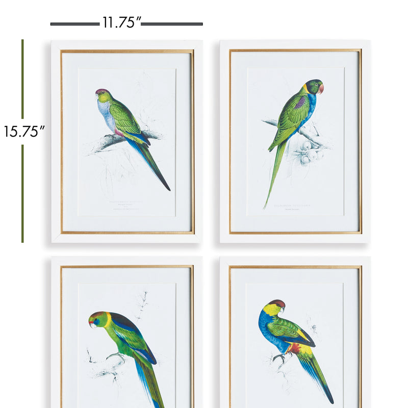 NAPA Home & Garden, COLORFUL PARROT PRINTS, SET OF 4,N3NH45