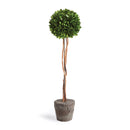 "NAPA Home & Garden, Boxwood Topiary Drop-In Collection"