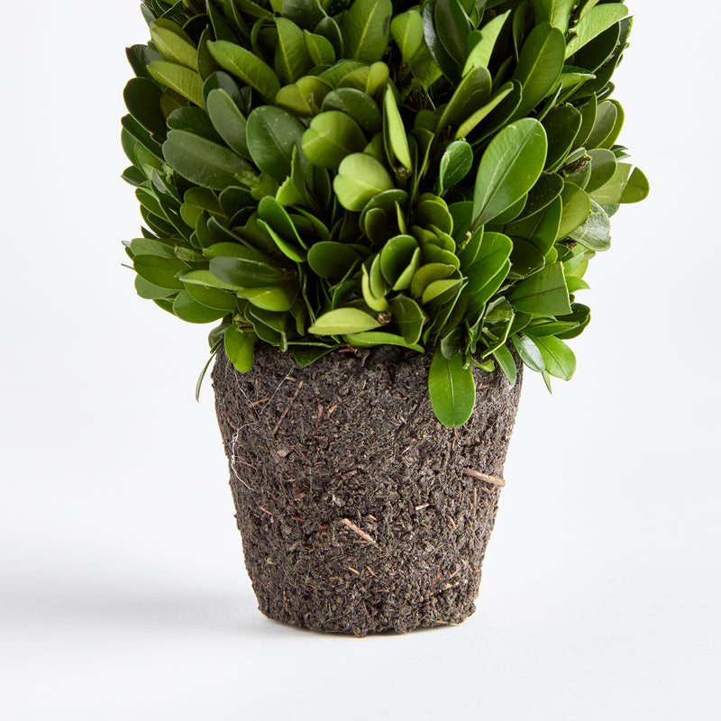 NAPA Home & Garden, BOXWOOD CONE TOPIARY DROP-IN 12",N3PG05